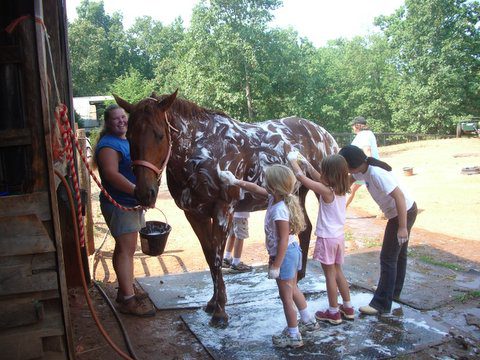 Group of people washing a horse