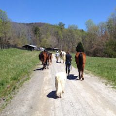 Group of people walking horses and dogs on a dirt road
