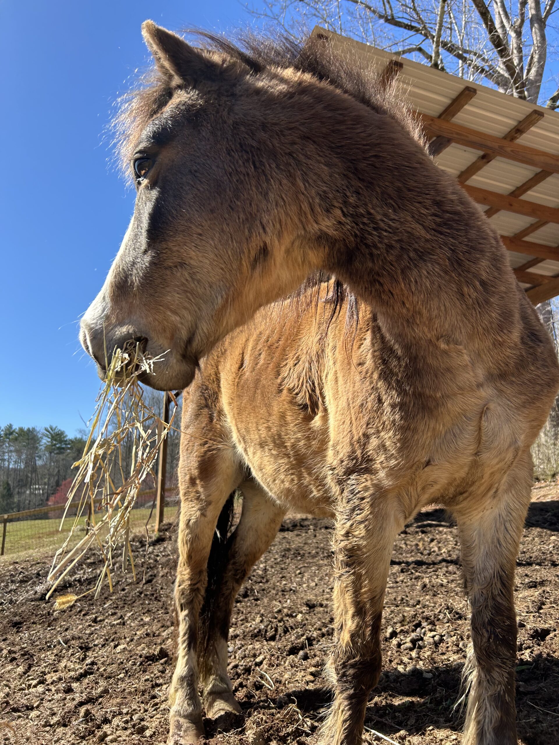 A horse eating hay in a pen