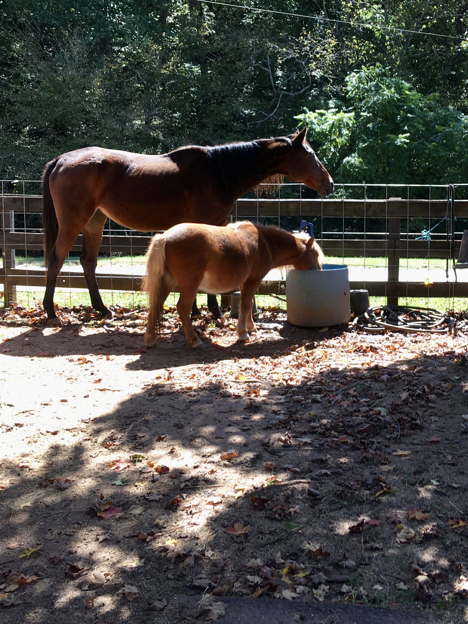 A horse and a pony drinking from a bucket