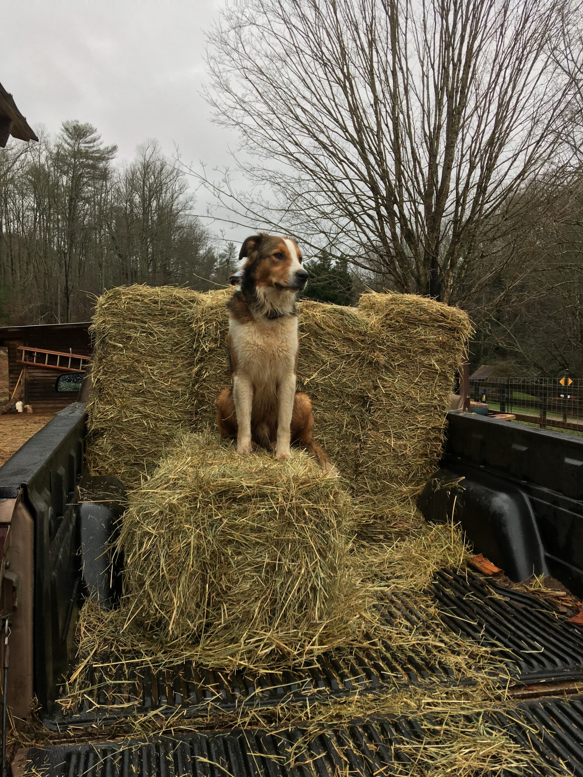 A dog sitting on hay in the back of a truck