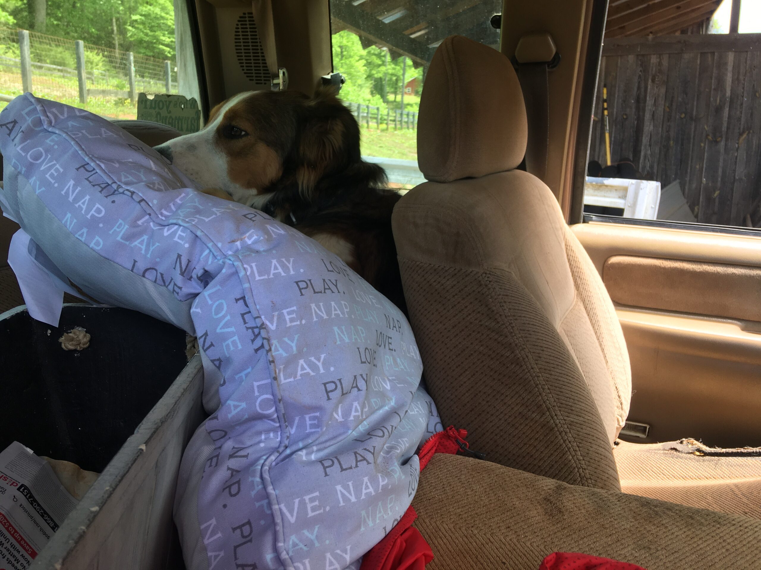 A dog lying on a pillow in a car