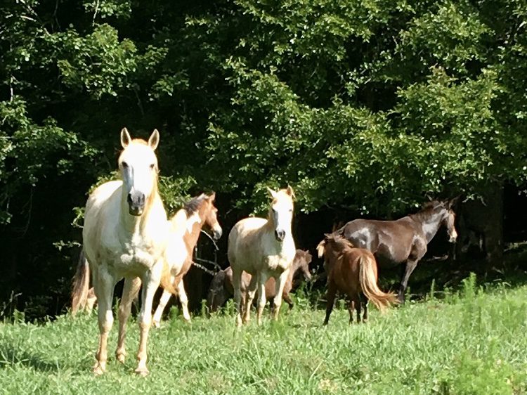 Group of horses in a field