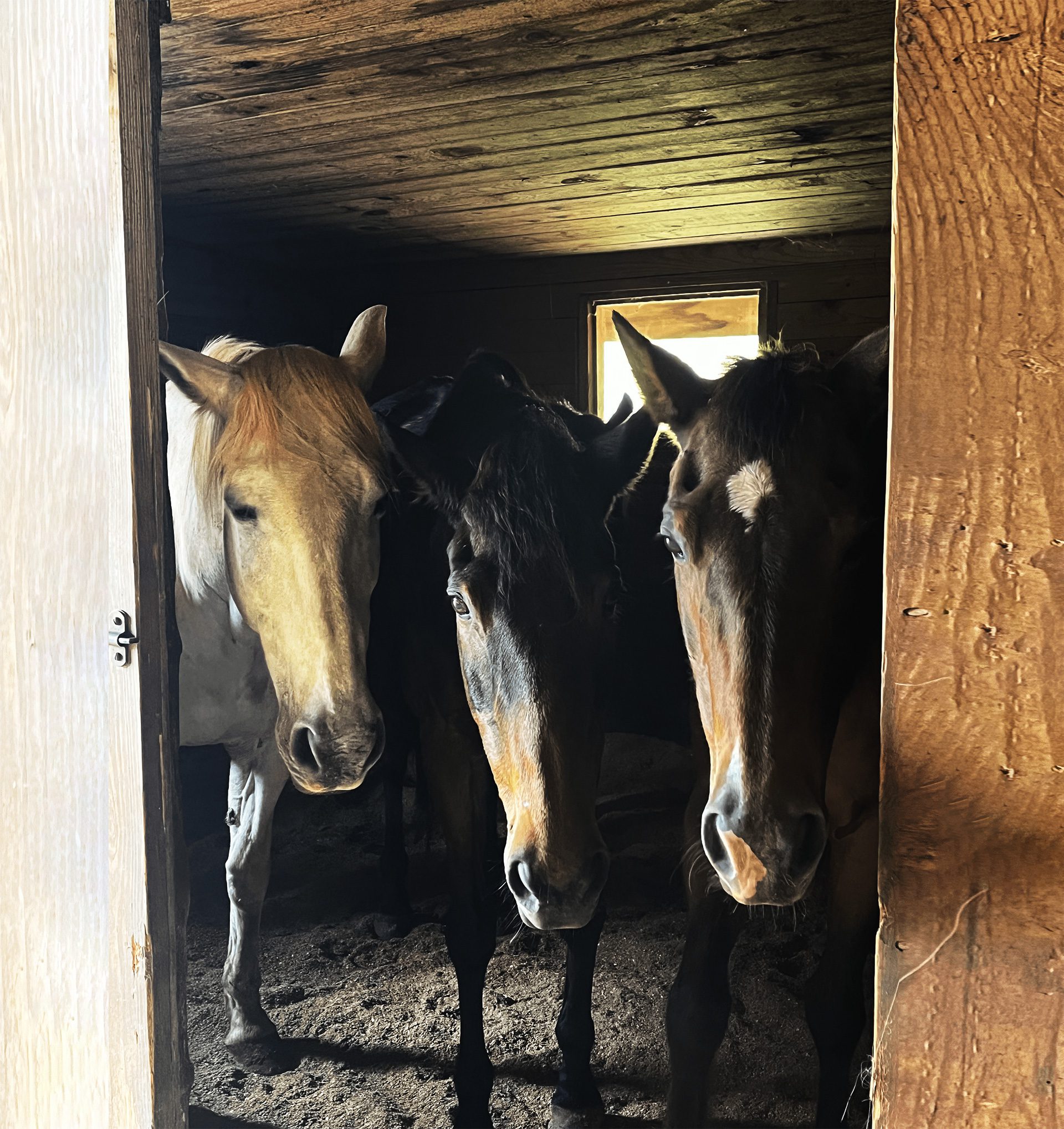 Horses